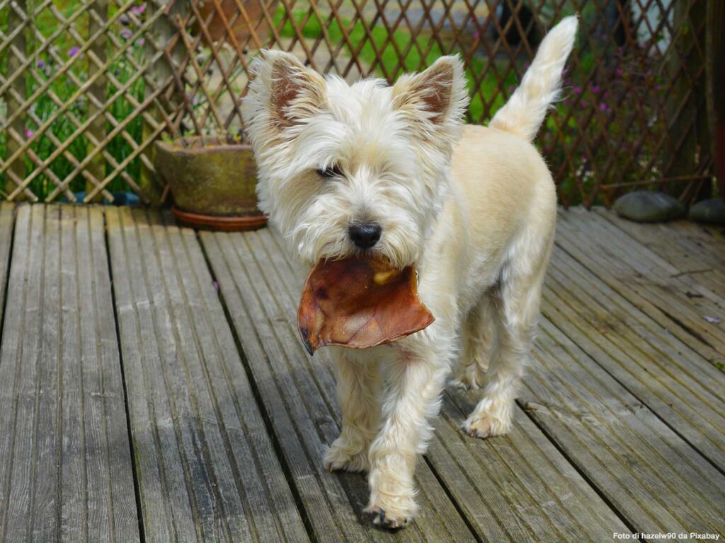 Alimentazione del cane, la carne